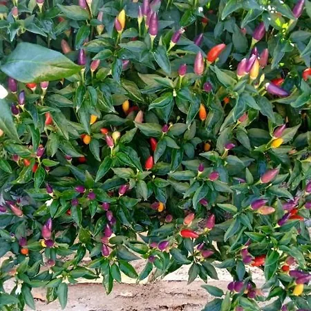 Svema Ferienhaus Vela Luka