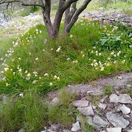 Ferienhaus Svema Vela Luka