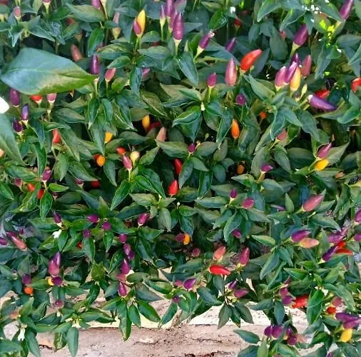 Svema בית נופש וולה לוקה