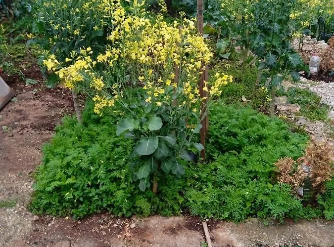 Svema * וולה לוקה