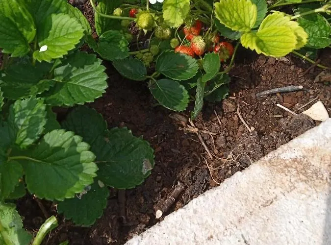 בית נופש Svema *